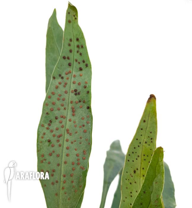 Microsorum siamensis ‚M‘