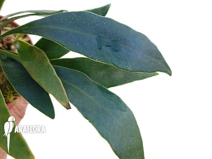 Microsorum siamensis ‚M‘