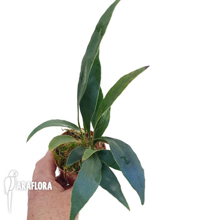 Microsorum siamensis ‚M‘