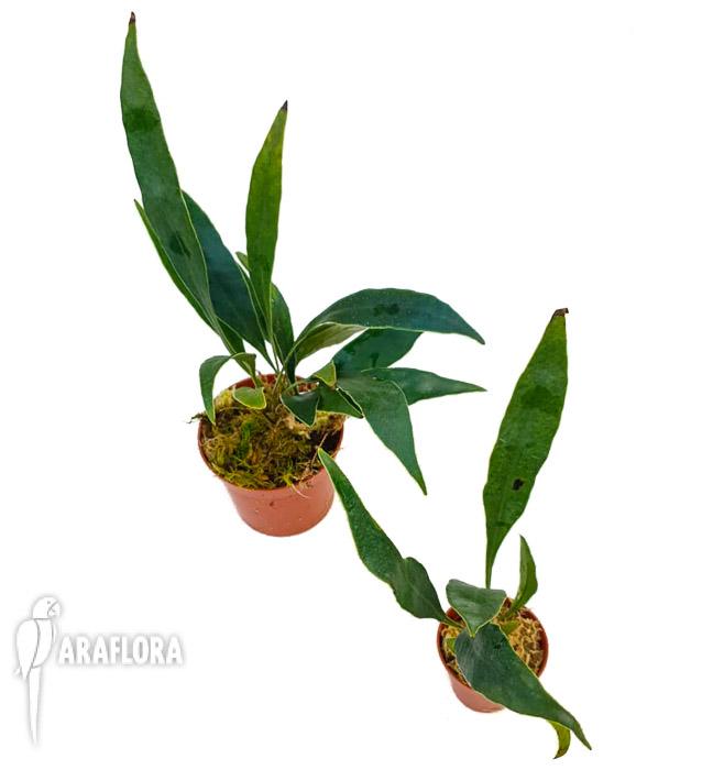 Microsorum siamensis