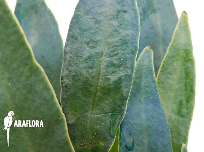 Microsorum siamensis ‚Starter‘