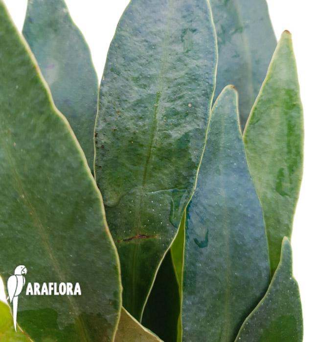 Microsorum siamensis ‚M‘