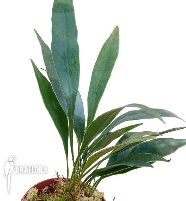 Microsorum siamensis ‚M‘