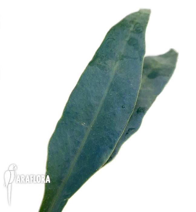 Microsorum siamensis ‚Starter‘