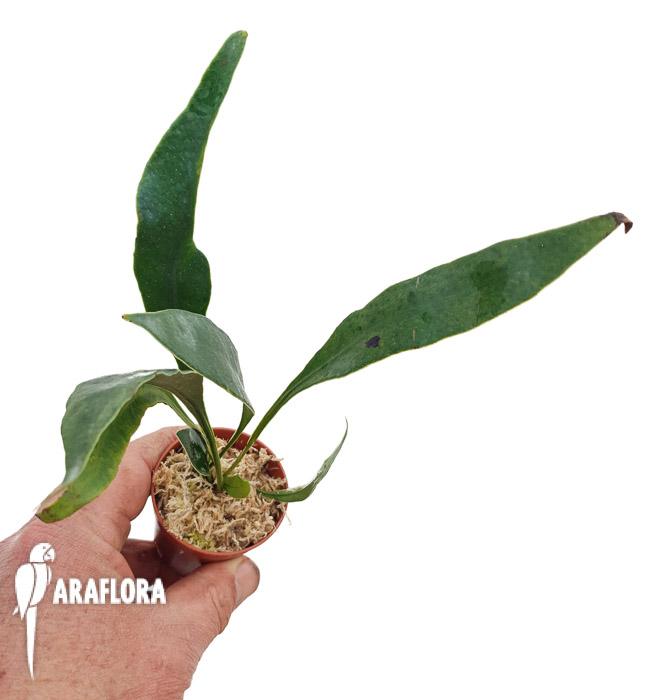 Microsorum siamensis ‚Starter‘