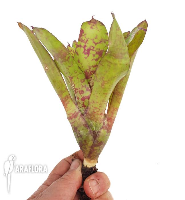 Neoregelia ‚winnie the pooh‘