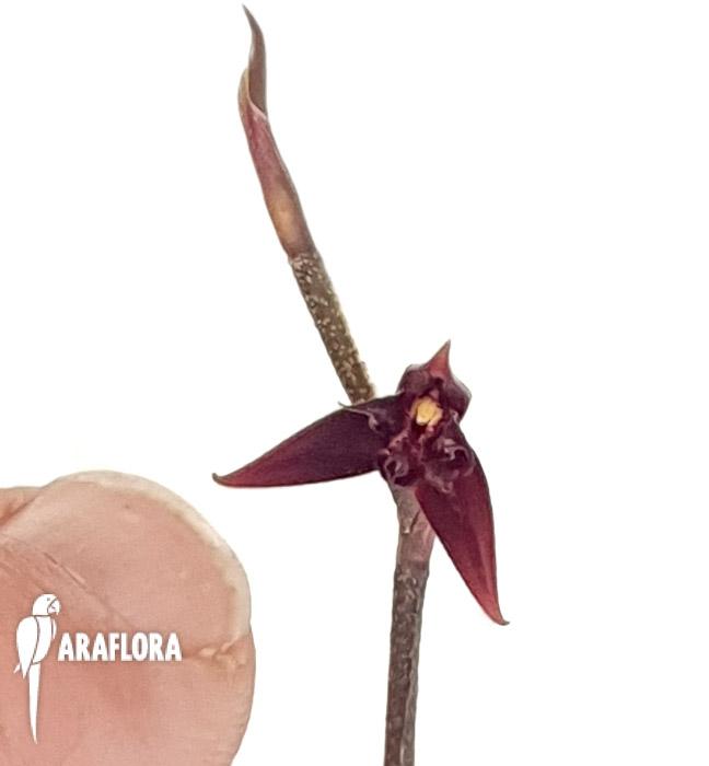 Pleurothallis anfracta