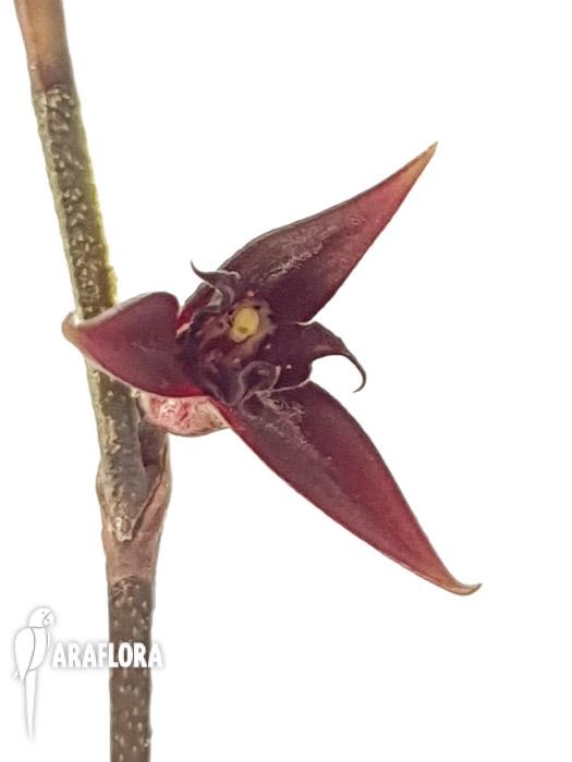 Pleurothallis anfracta