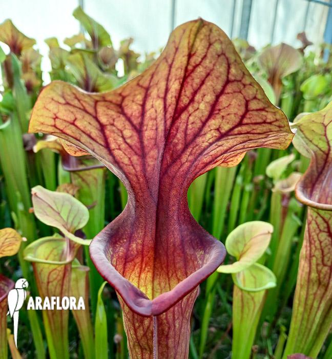 Sarracenia flava v. atropurpurea