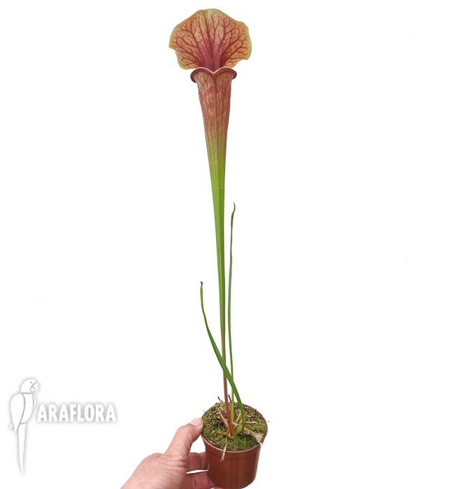 Sarracenia flava v. atropurpurea