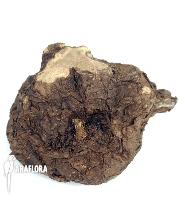 Stephania kawaesaki (Nova) ‚Starter‘