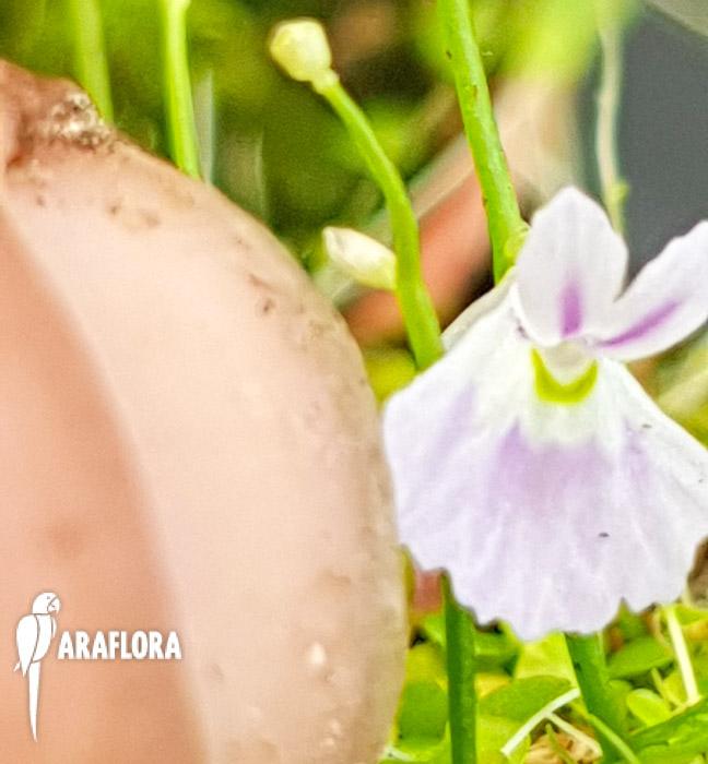 Utricularia sandersonii ‚Starter‘