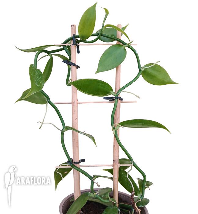 Vanilla planifolia ‚Vanilla orchid‘ ‚XL‘