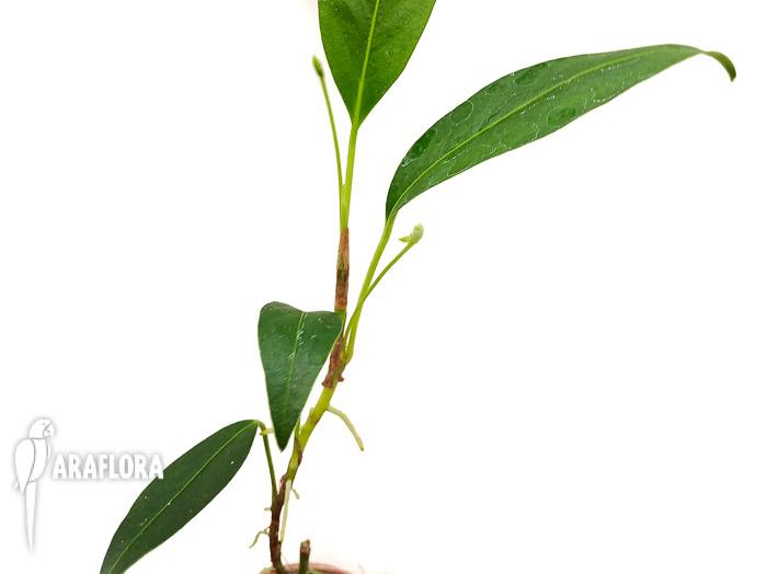 Anthurium pusilum