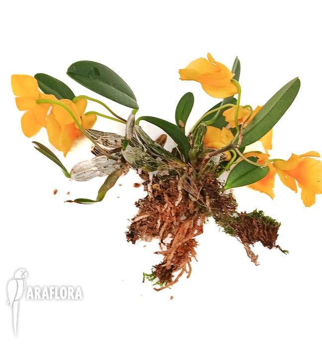 Dendrobium jenkinsii