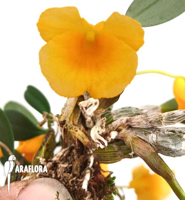 Dendrobium jenkinsii