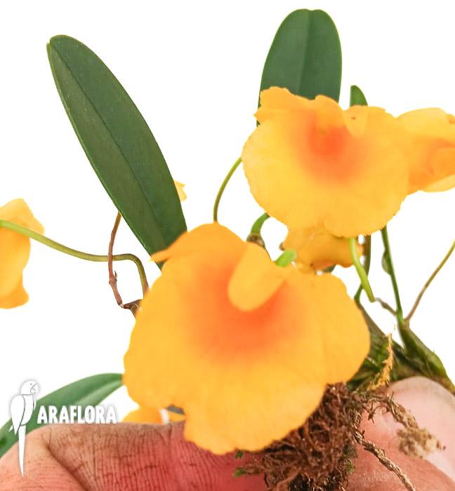 Dendrobium jenkinsii