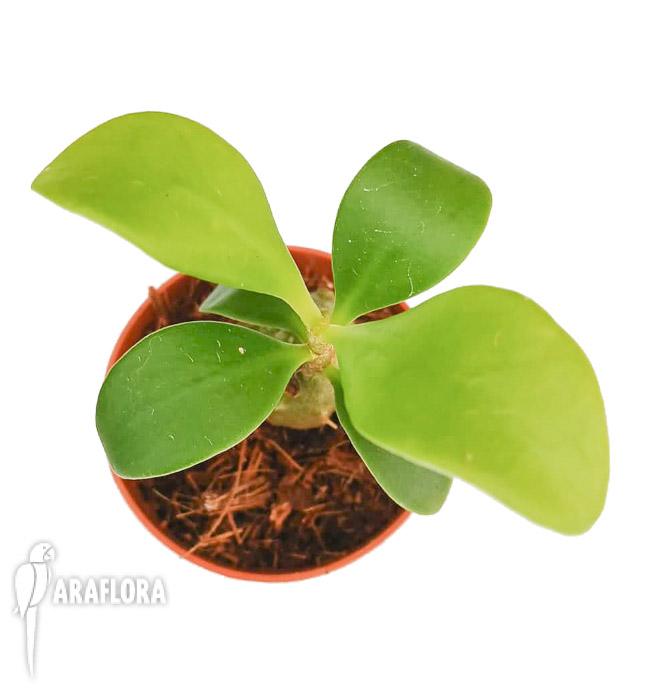 Myrmophytum papuanum