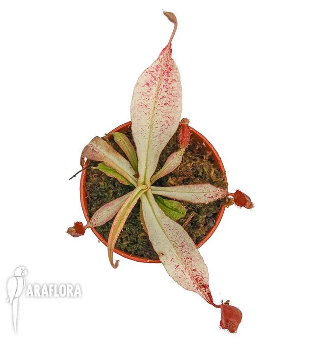 Nepenthes ampularia ‚White Miracle‘ M