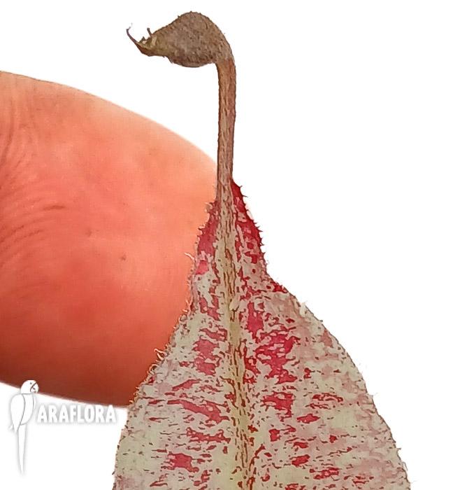 Nepenthes ampularia ‚White Miracle‘ M