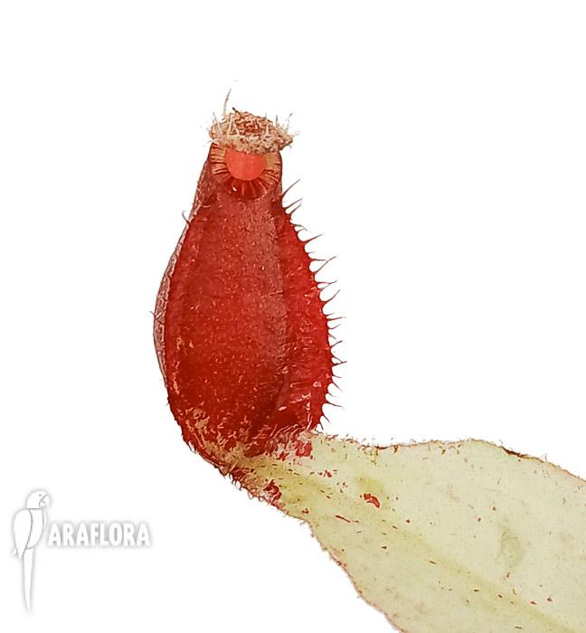 Nepenthes ampularia White Miracle‘ ‚Starter‘