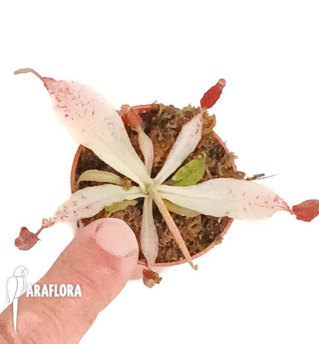 Nepenthes ampullaria ‚white miracle‘ M