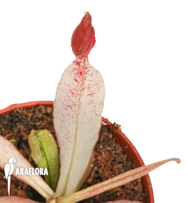 Nepenthes ampullaria ‚white miracle‘ M