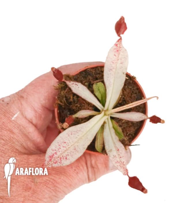 Nepenthes ampullaria ‚white miracle‘ M