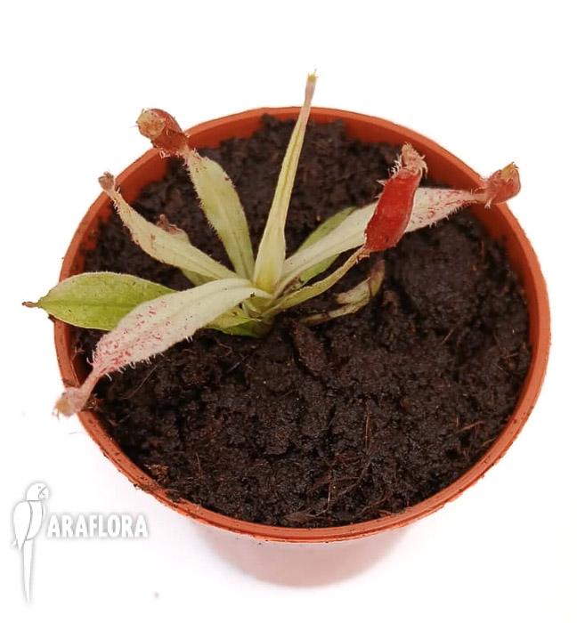Nepenthes ampullaria ‚white miracle‘ S