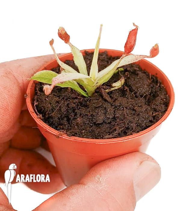 Nepenthes ampullaria ‚white miracle‘ S