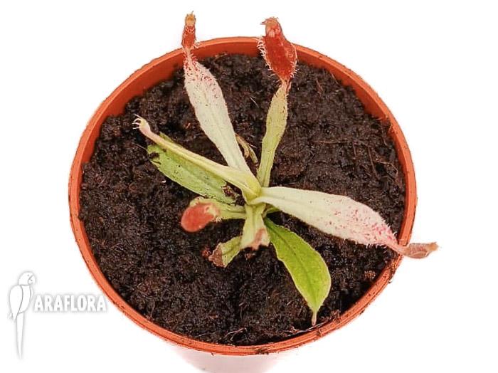 Nepenthes ampullaria ‚white miracle‘ S