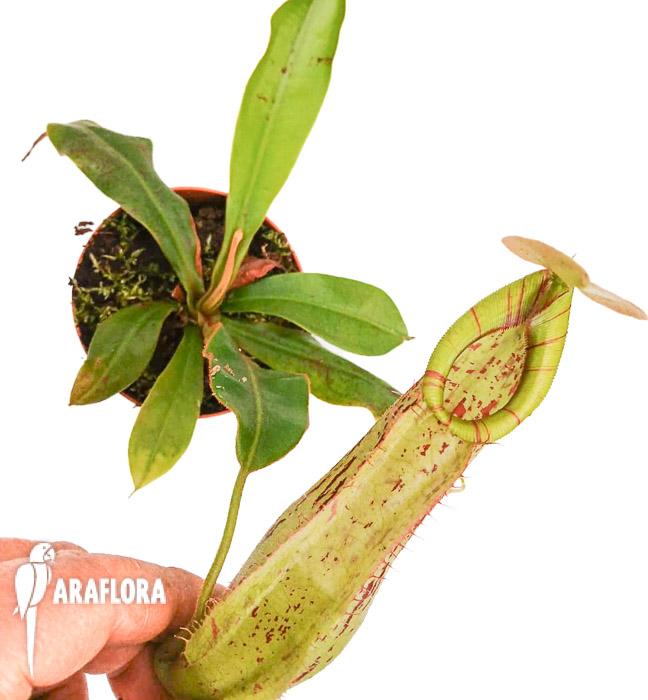 Nepenthes edwardsiana x burbidgeae