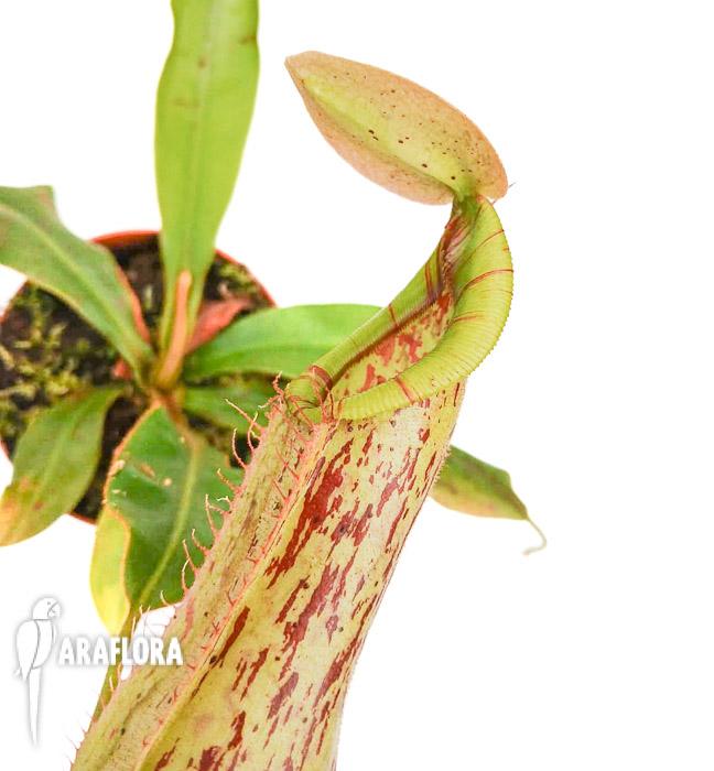 Nepenthes edwardsiana x burbidgeae