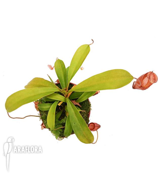 Nepenthes flava ‚L‘