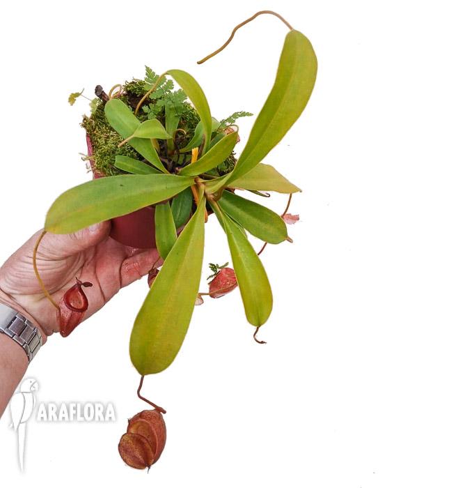 Nepenthes flava ‚L‘
