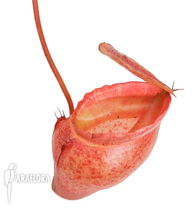 Nepenthes flava ‚L‘