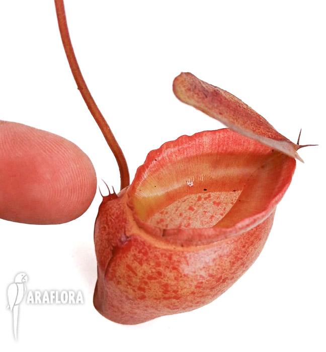 Nepenthes flava ‚L‘