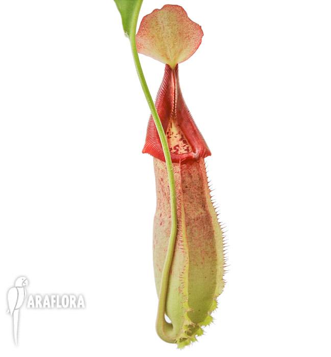 Nepenthes x veitchii hybrid New