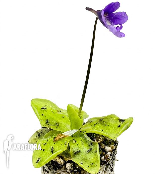 Pinguicula macroceras (japan)