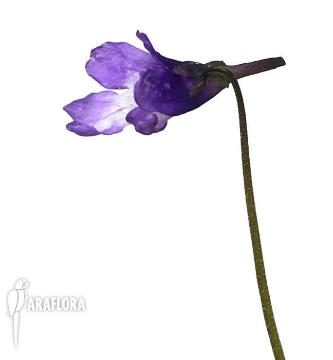 Pinguicula macroceras (japan)
