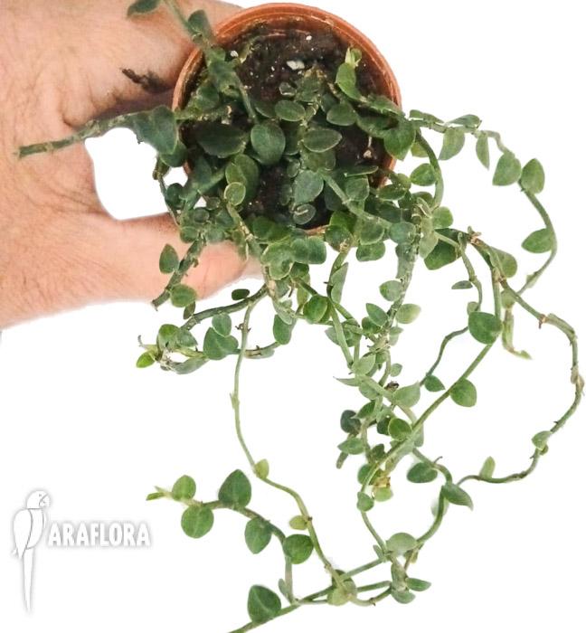 Raphidophora hayi mini