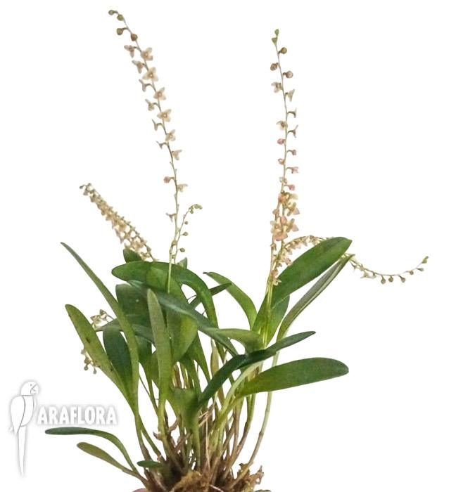 Stelis itatiayae