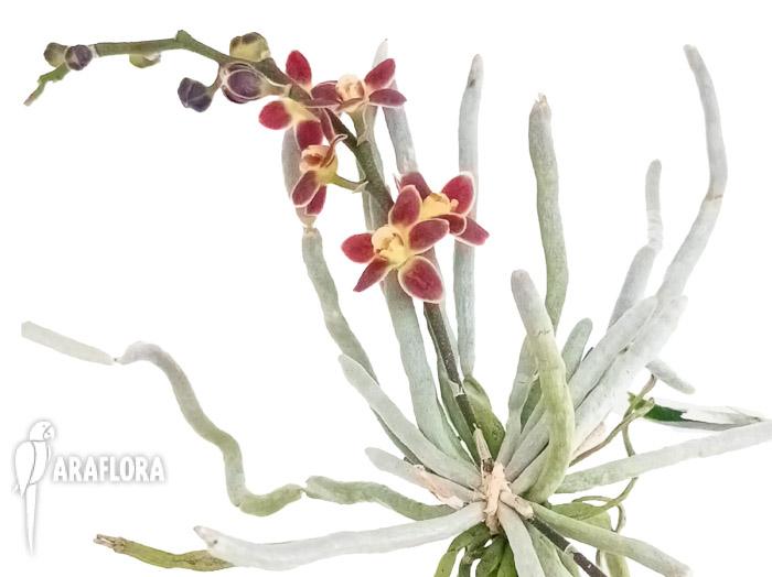 Chiloschista lunifera