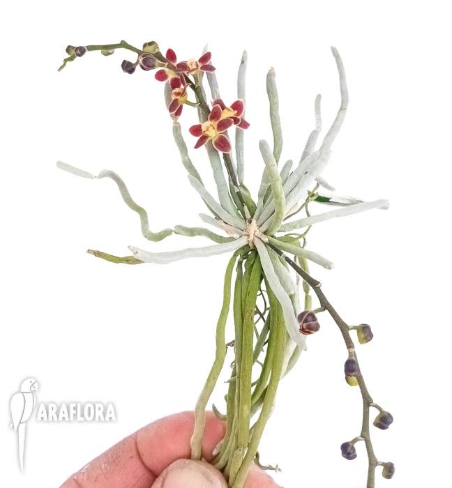 Chiloschista lunifera
