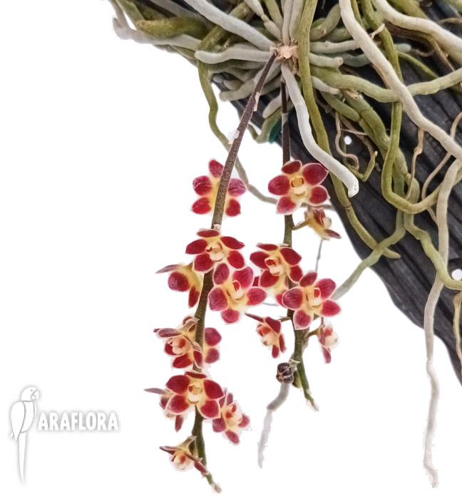 Chiloschista lunifera