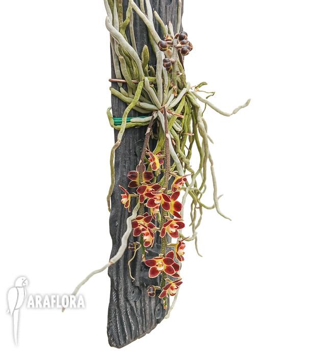 Chiloschista lunifera