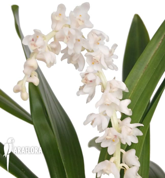 Eria hyacinthoides