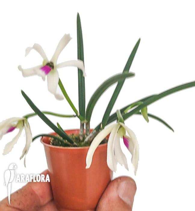 Liparis bicolor