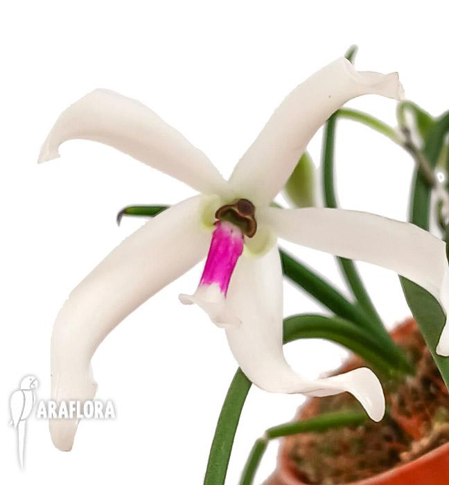 Liparis bicolor