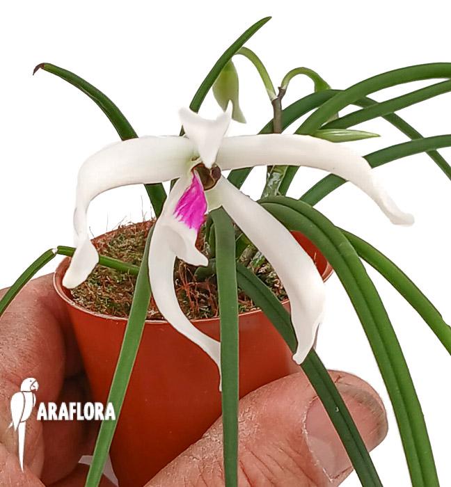 Liparis bicolor